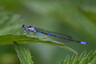 Coenagrion pulchellum